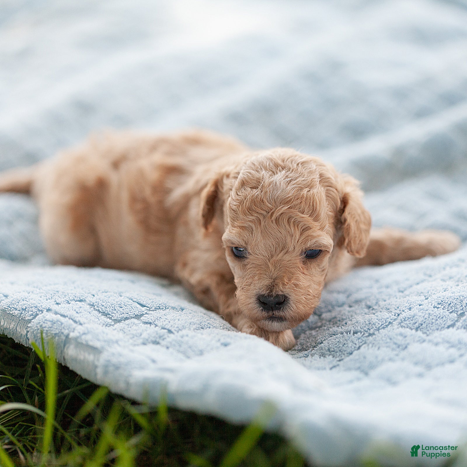 Maltipoo dogs Minnie Maltipoo  - Ad 1