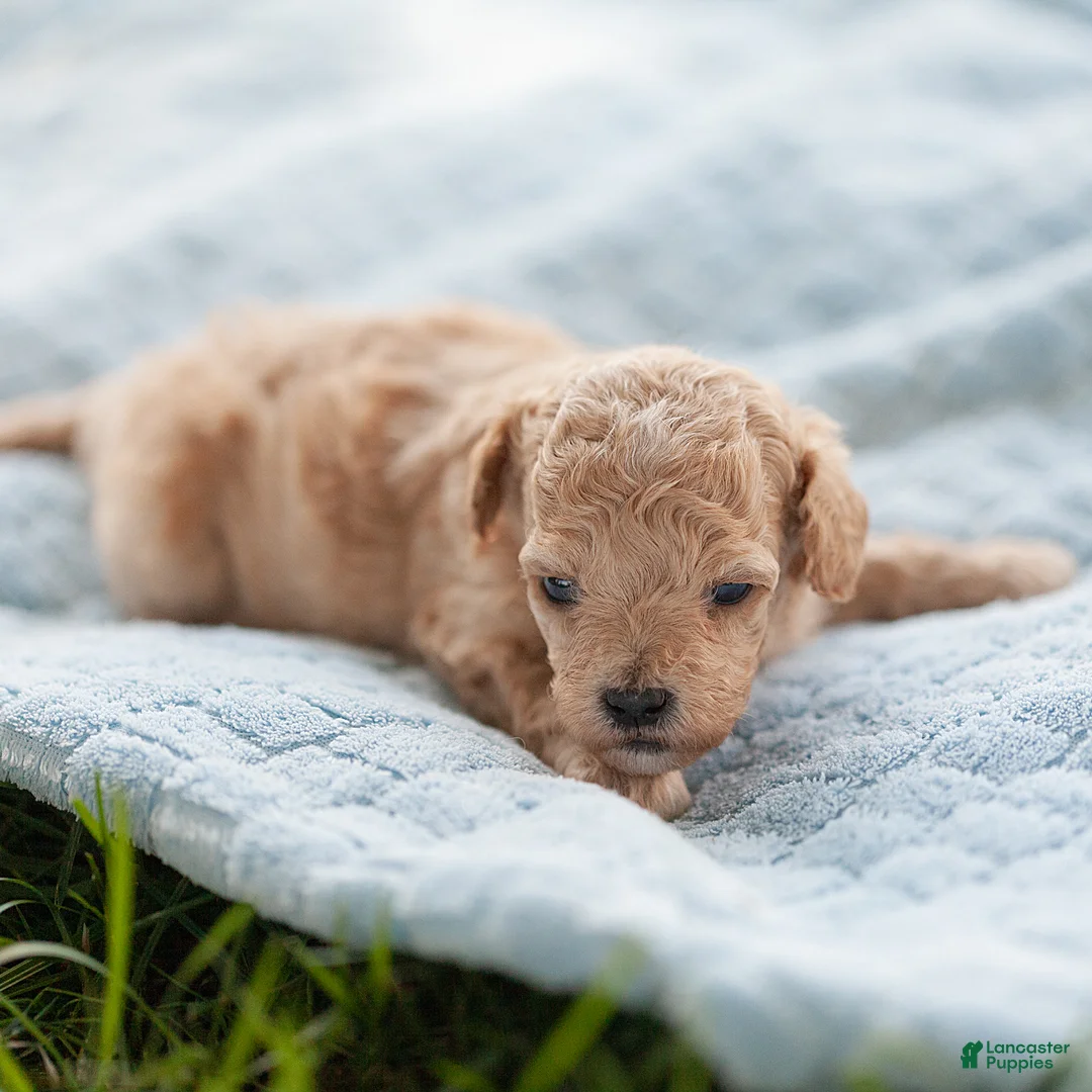 Maltipoo dogs for sale: Minnie Maltipoo  - Ad 1