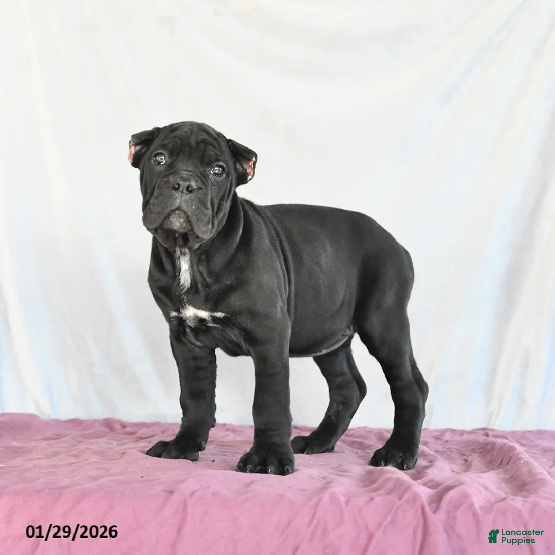 Cane Corso dogs for sale: Marigold - Ad 5