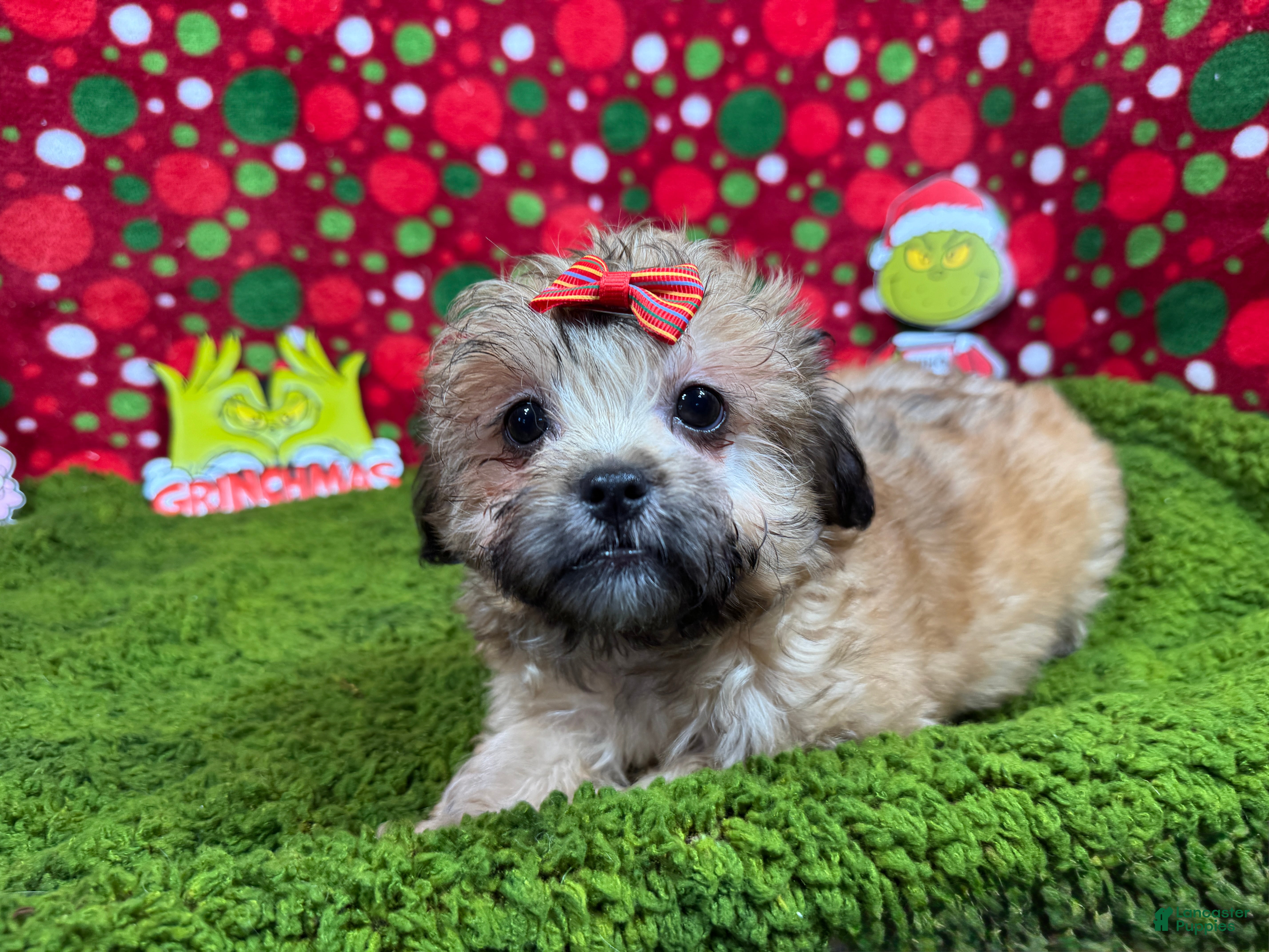 Mixed Breed dogs Mixed Breed Puppy 2 - Ad 19