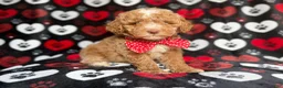 Miniature Poodle dogs for sale: Pluto - Ad 2