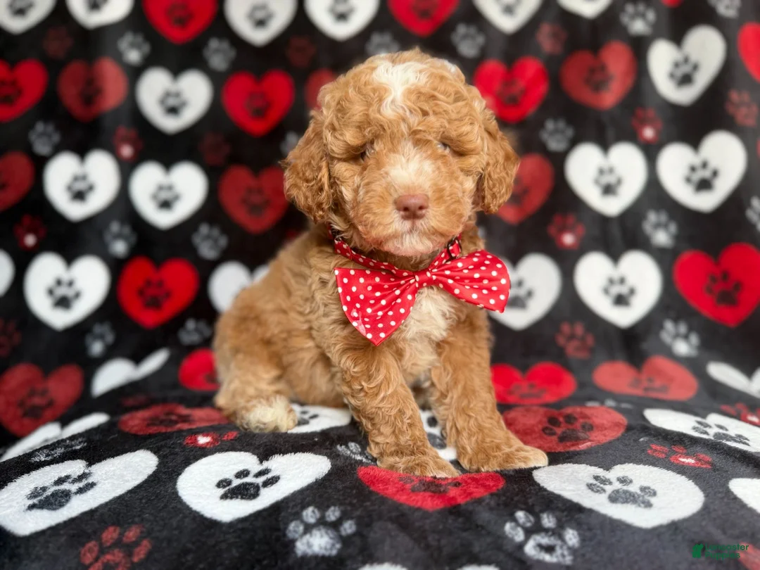 Miniature Poodle dogs for sale: Pluto - Ad 2
