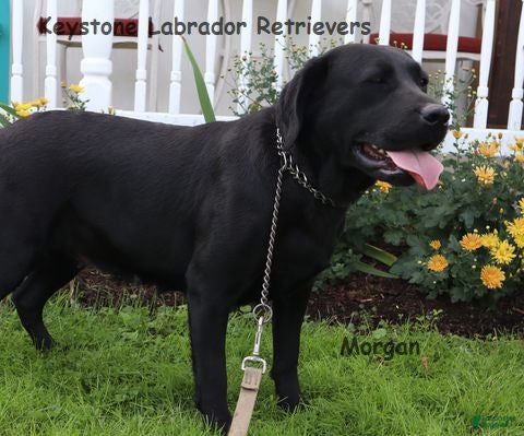 Labrador Retriever dogs for sale: Sadie Champ lines - Ad 2
