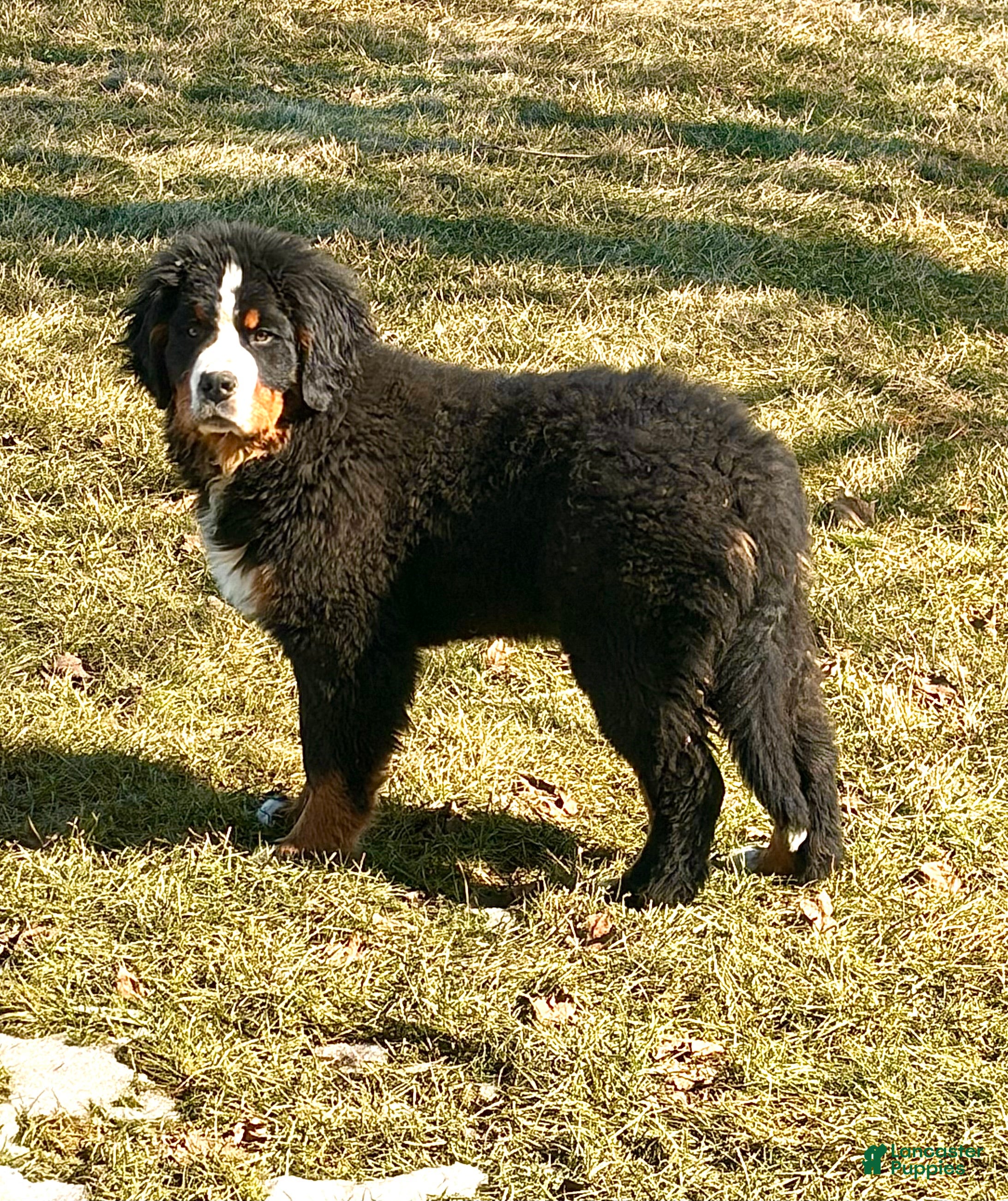 Bernese Mountain Dog dogs Buckley - Ad 1