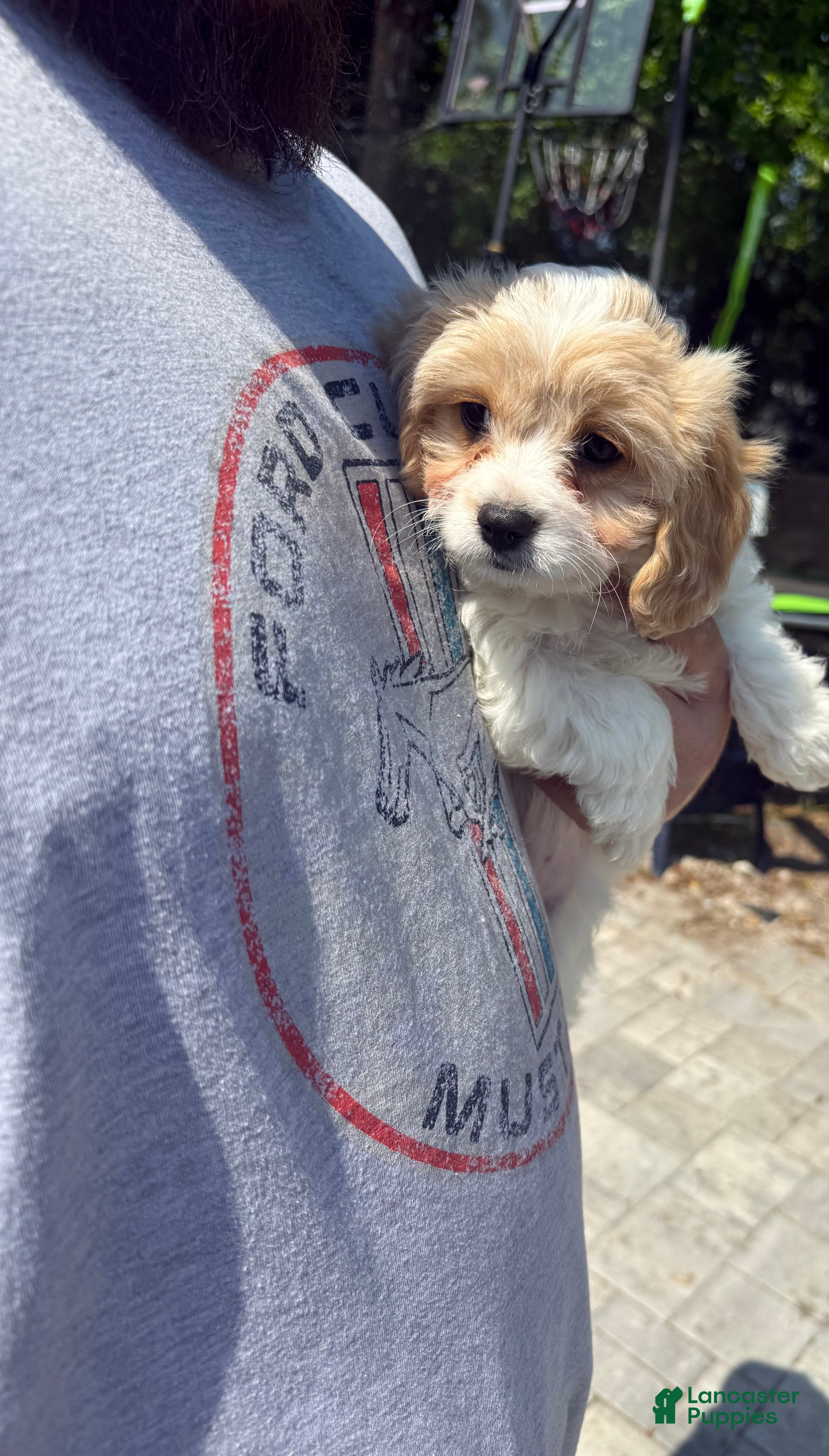 Cavachon dogs Cavachon Puppy 2 - Ad 1