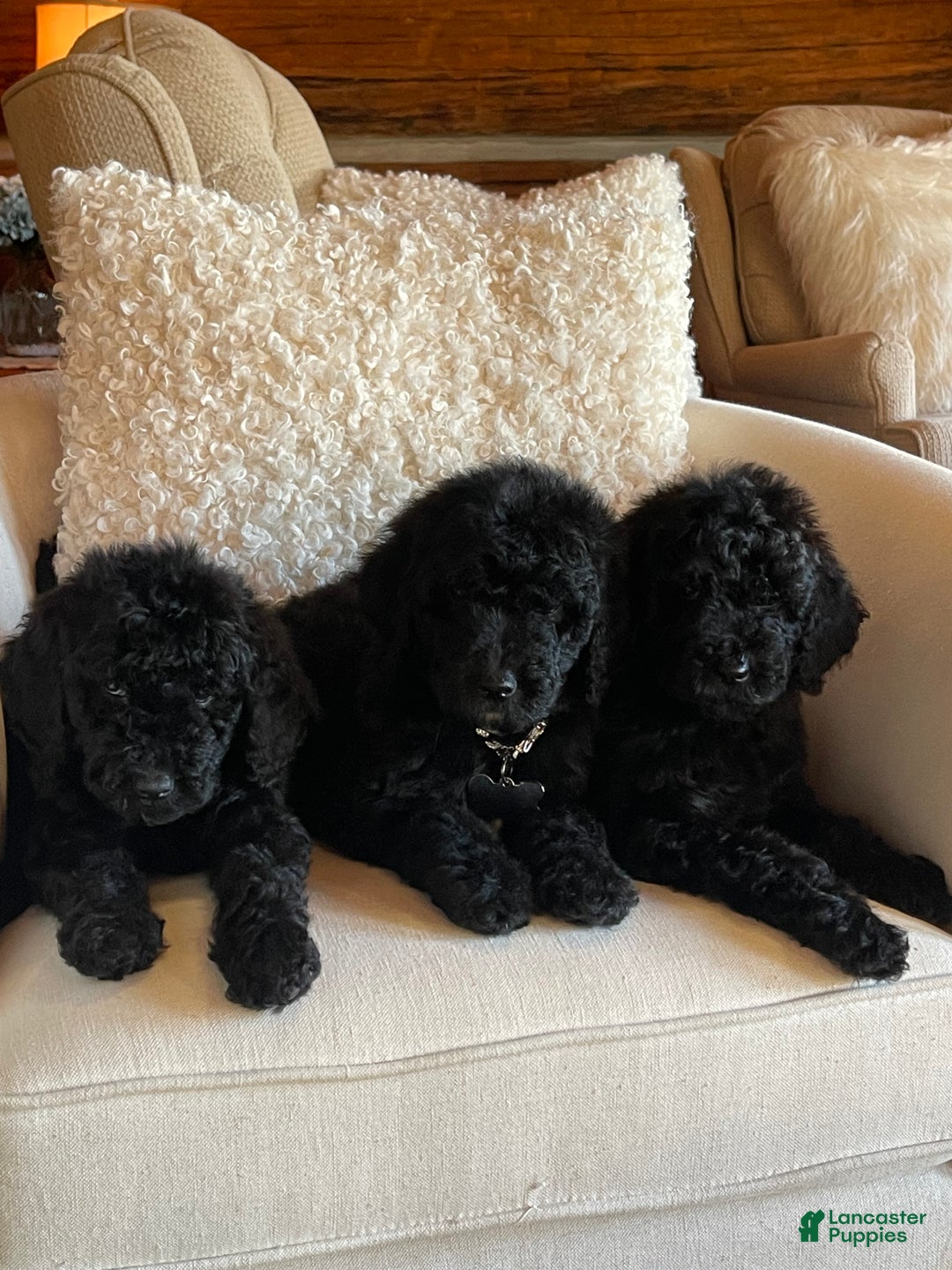 Goldendoodle dogs for sale: “Holly” CKC Goldendoodle 🐶 parents dna/health tested clear - Ad 2