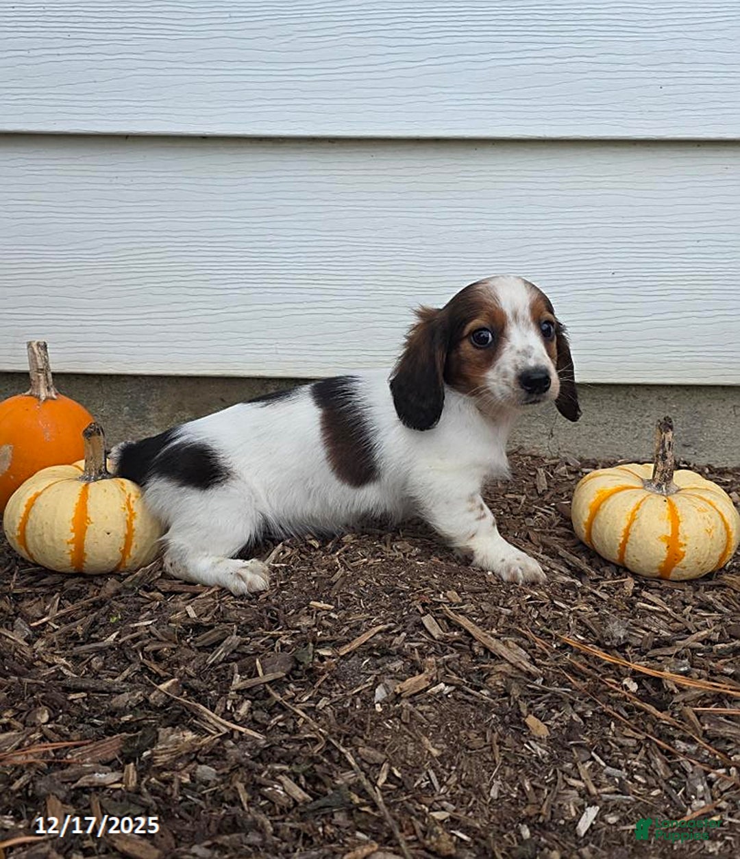 Miniature Dachshund dogs for sale: Shawn - Ad 9