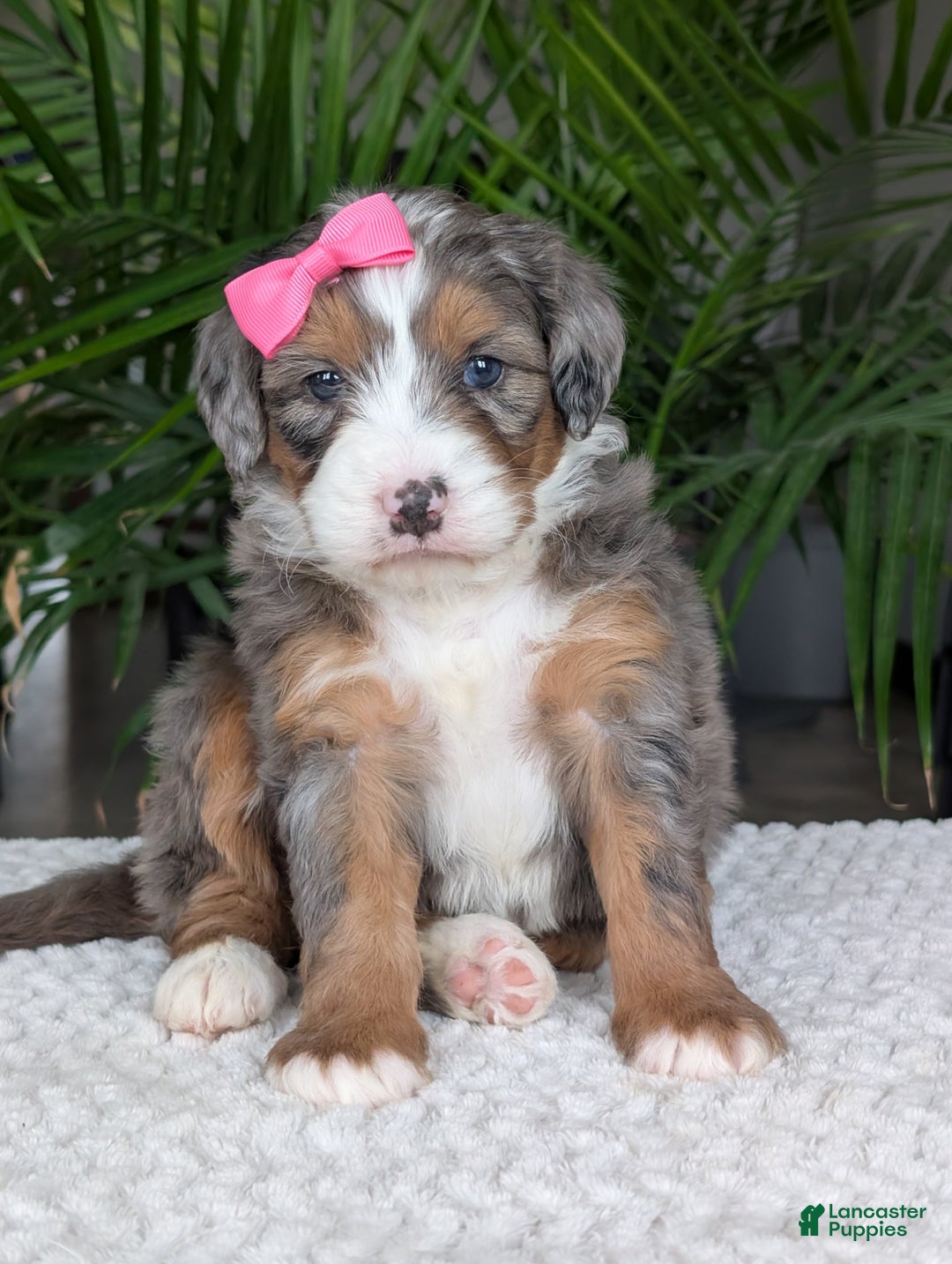 Mini Bernedoodle dogs for sale: Mini Indy  - Ad 11