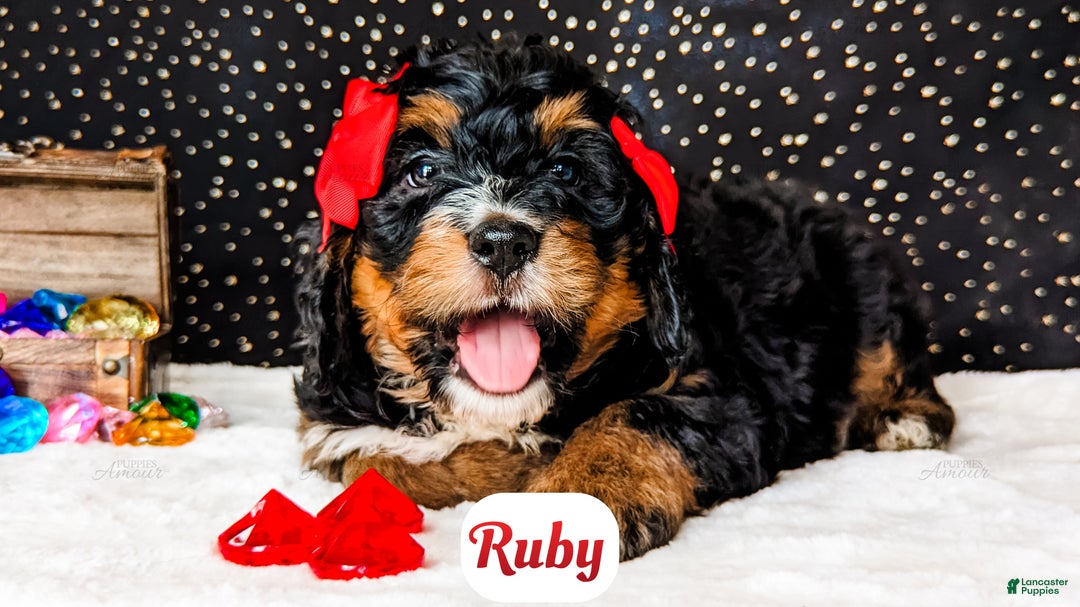 Bernedoodle dogs for sale: Ruby - Ad 7