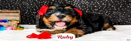 Bernedoodle dogs for sale: Ruby - Ad 7