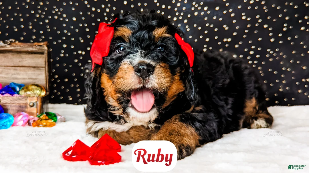 Bernedoodle dogs for sale: Ruby - Ad 7