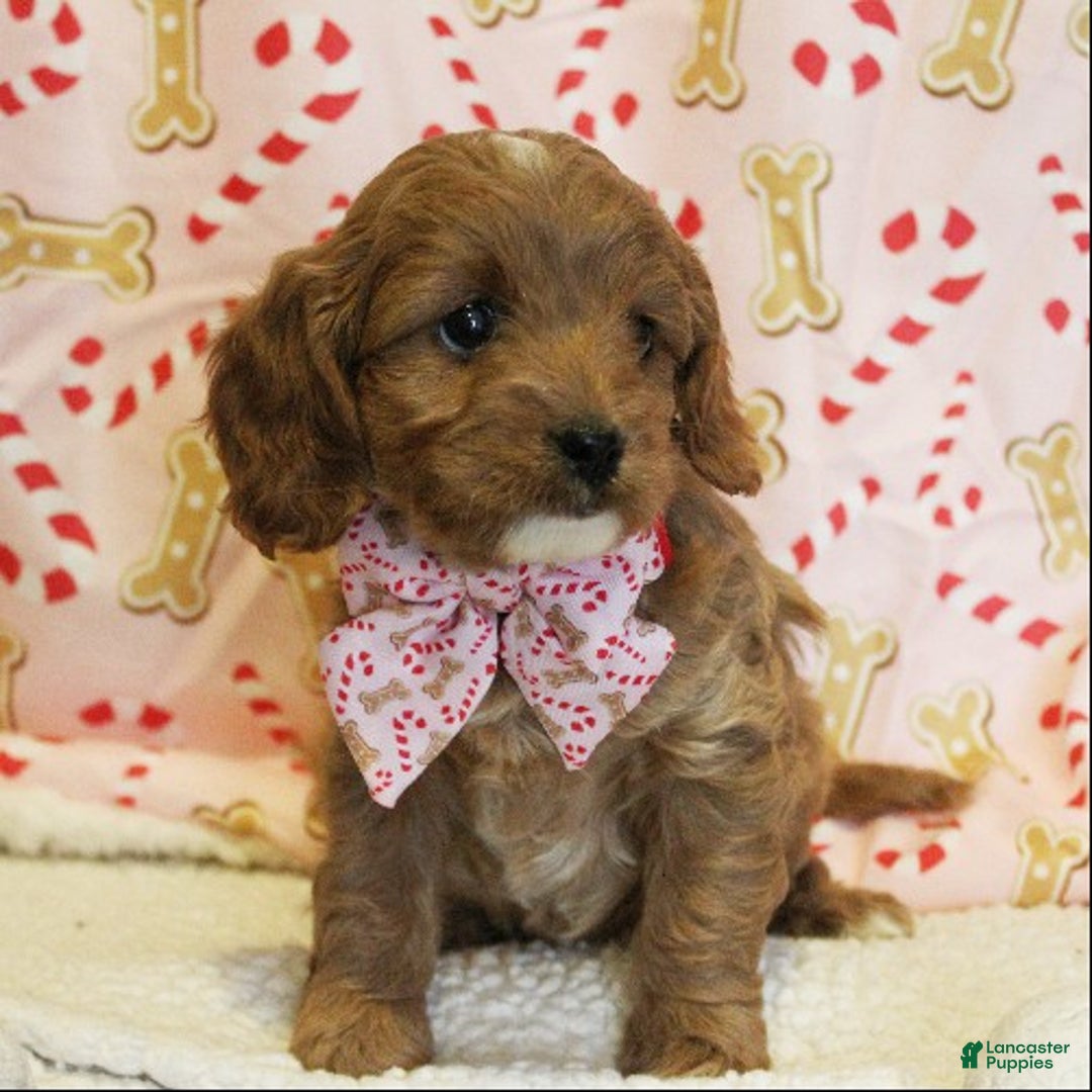 Cavapoo dogs for sale: Sugar Cookie - Ad 2