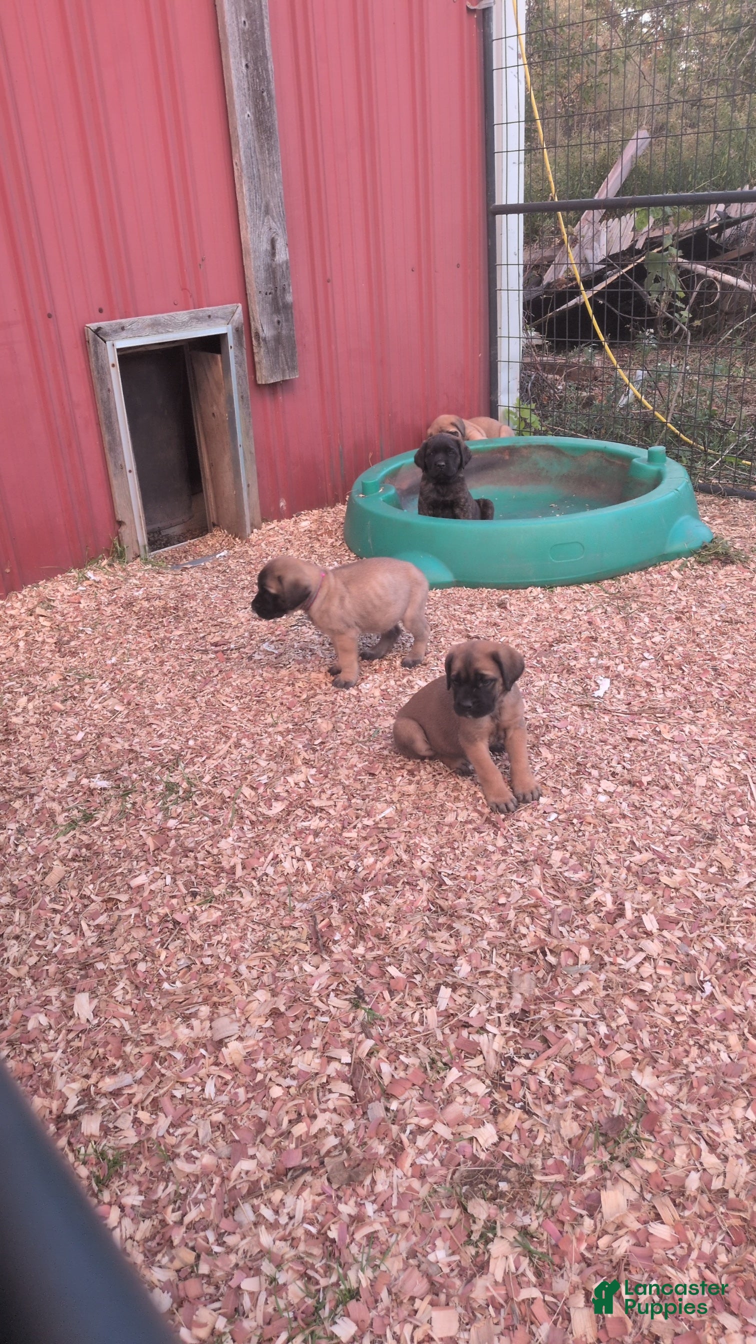 English Mastiff dogs Yellow Collar Female  - Ad 2