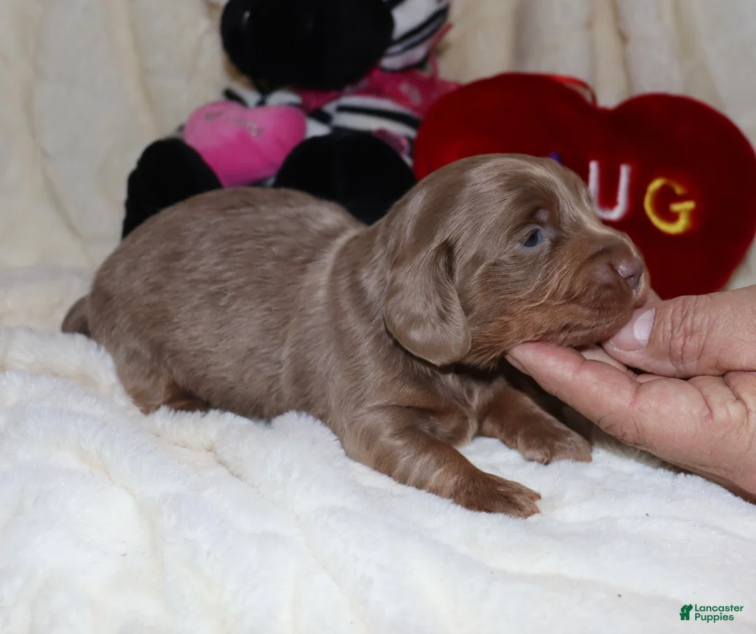 Miniature Dachshund dogs for sale: Isaac - Ad 3
