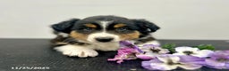 Australian Shepherd dogs for sale: Patch  - Ad 7