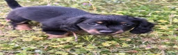 Dachshund dogs for sale: Dachshund Puppy 4 - Ad 3
