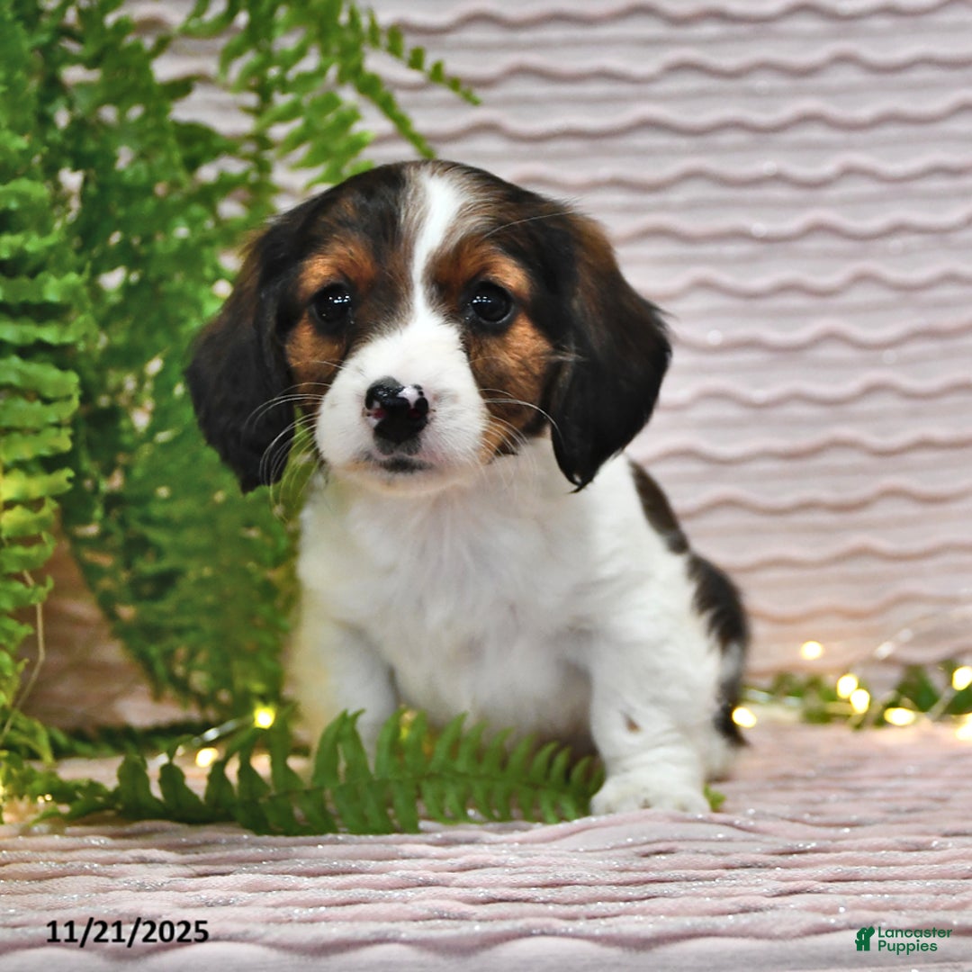 Miniature Dachshund dogs for sale: Tina - Ad 1