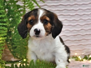 Miniature Dachshund dogs Tina - Ad 32