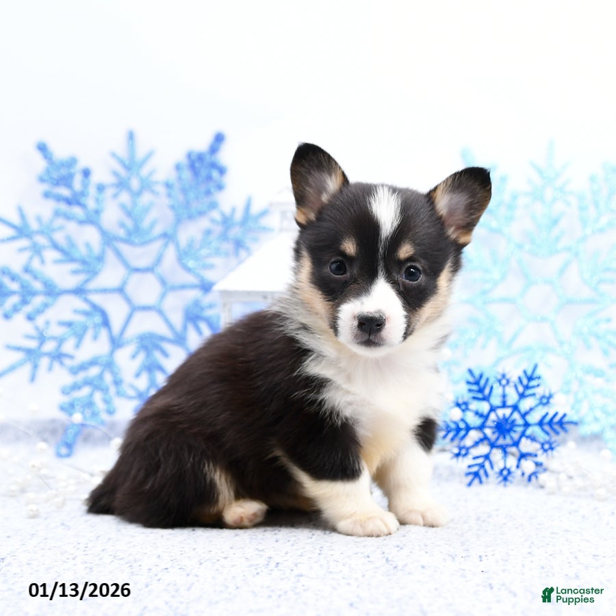 Welsh Corgi Pembroke dogs Rosie - Ad 35