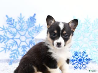 Welsh Corgi Pembroke dogs Rosie - Ad 35