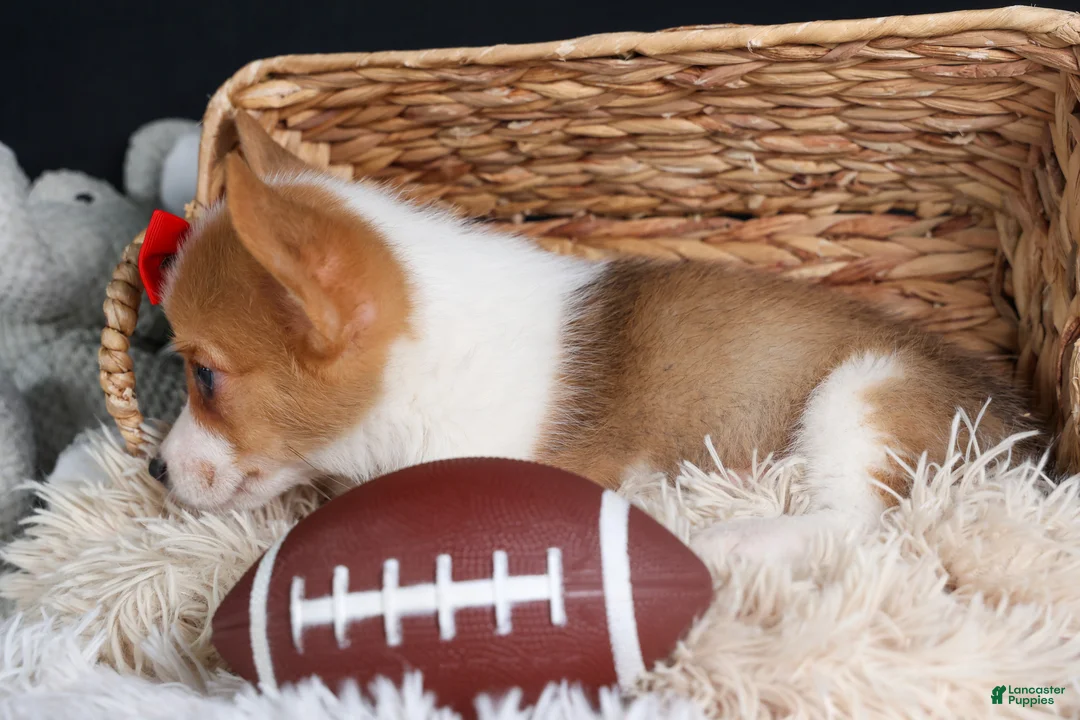 Welsh Corgi Pembroke dogs for sale: Irwin - Ad 9