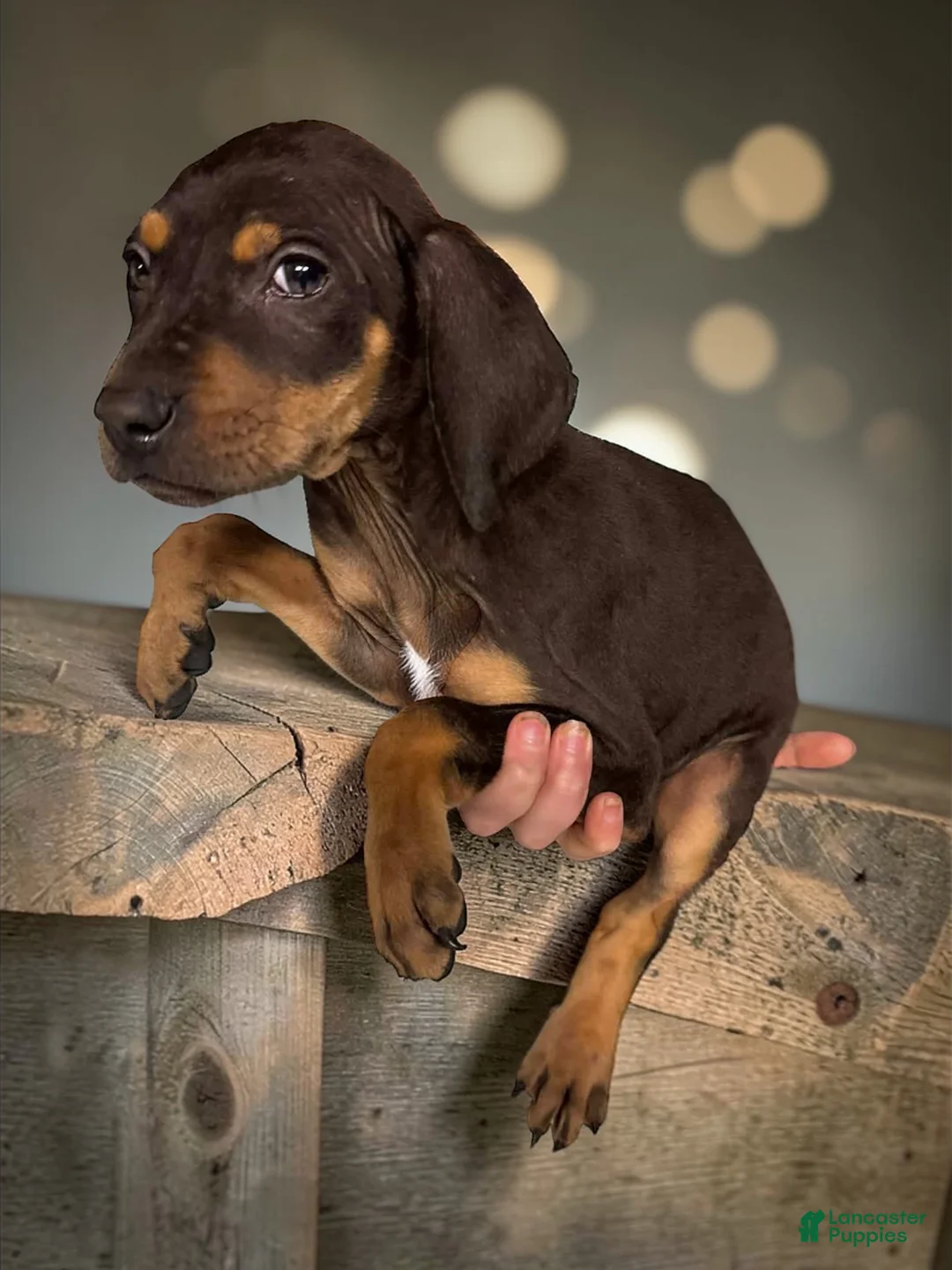 Catahoula Leopard Dog dogs for sale: Catahoula Leopard Dog Puppy 2 - Ad 1