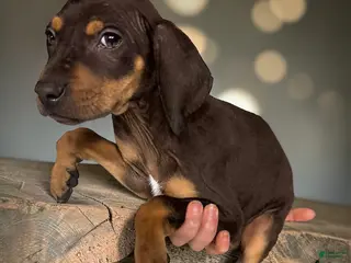 Catahoula Leopard Dog dogs Catahoula Leopard Dog Puppy 2 - Ad 3