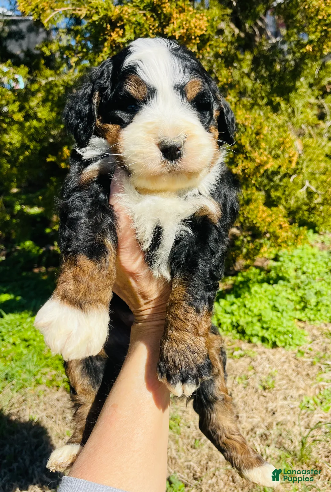 Bernedoodle dogs for sale: Bernedoodle “Clover” - Ad 2