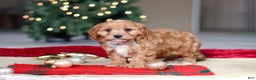 Cavapoo dogs for sale: Ollie - Ad 4