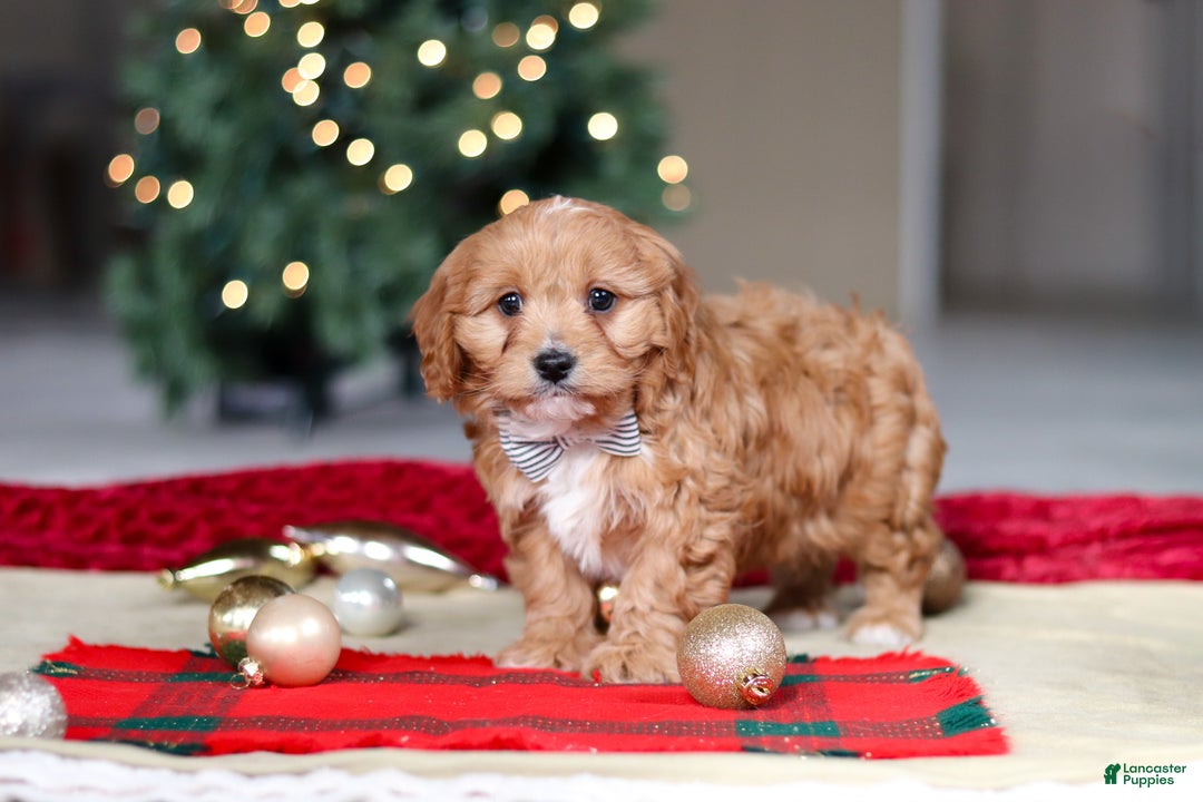 Cavapoo dogs for sale: Ollie - Ad 4