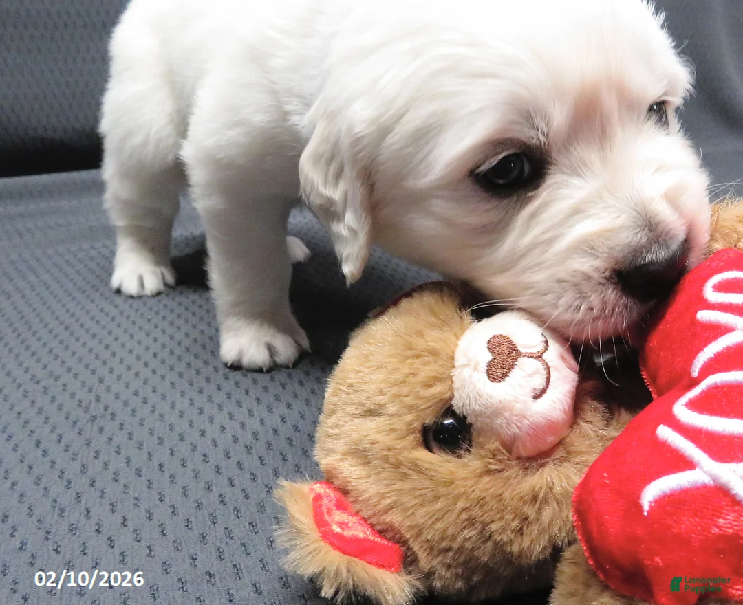 Golden Retriever dogs for sale: Bobbles - Ad 7