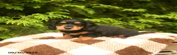 Miniature Dachshund dogs for sale: Gretel - Ad 4