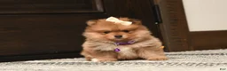 Pomeranian dogs for sale: Tinker Bell - Ad 3