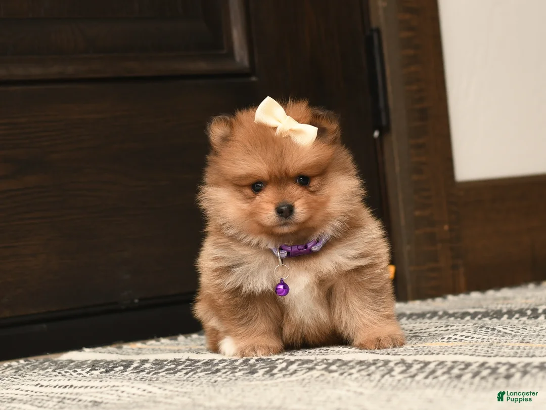 Pomeranian dogs for sale: Tinker Bell - Ad 3