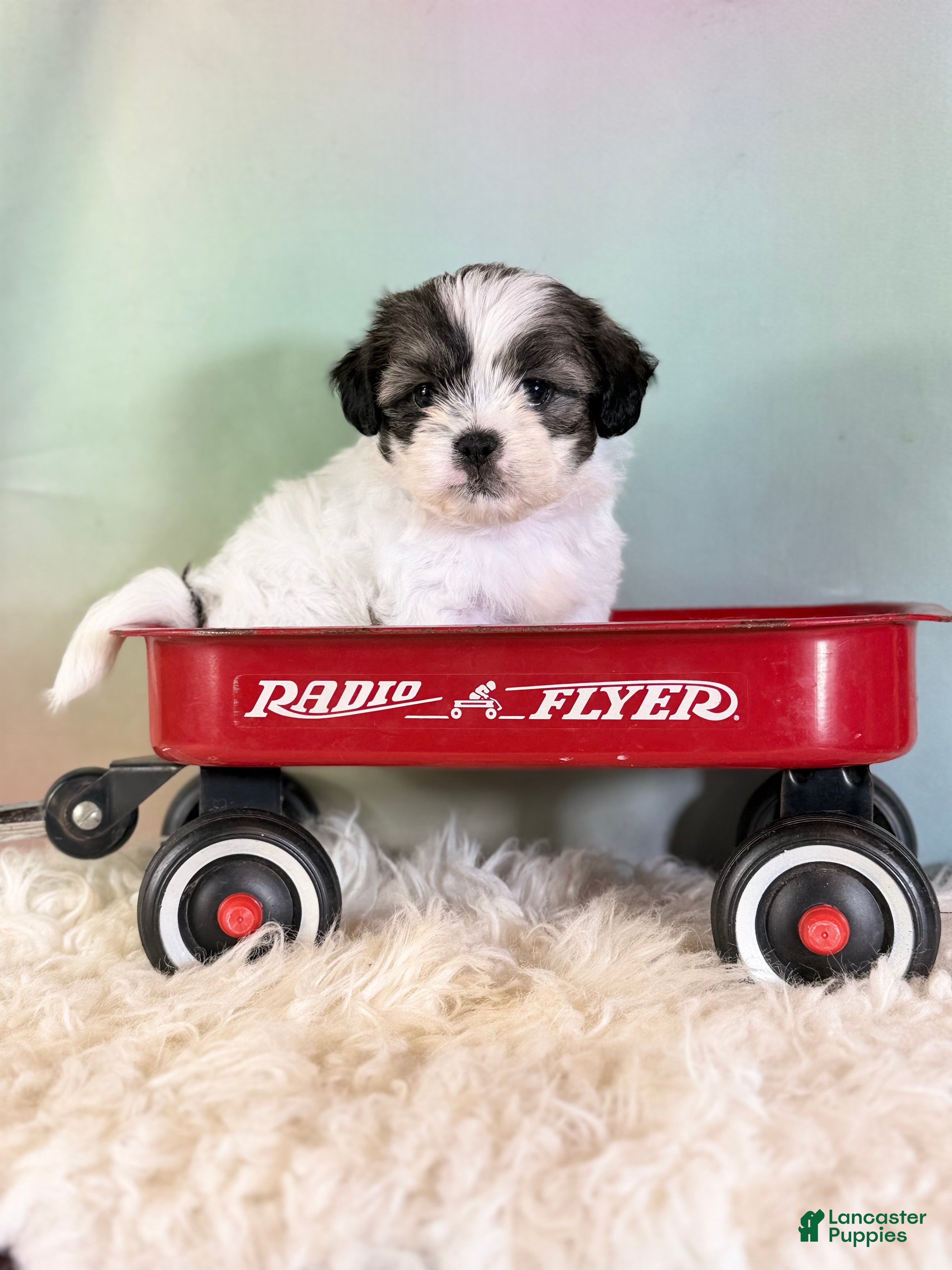Teddy Bear dogs for sale: Piper - Ad 1