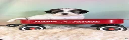 Teddy Bear dogs for sale: Piper - Ad 1