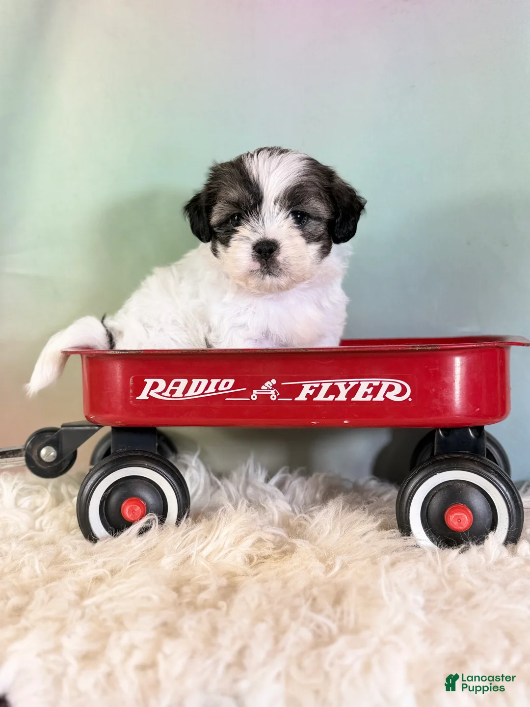 Teddy Bear dogs for sale: Piper - Ad 1