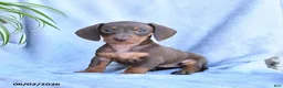 Miniature Dachshund dogs for sale: Beauty - Ad 2