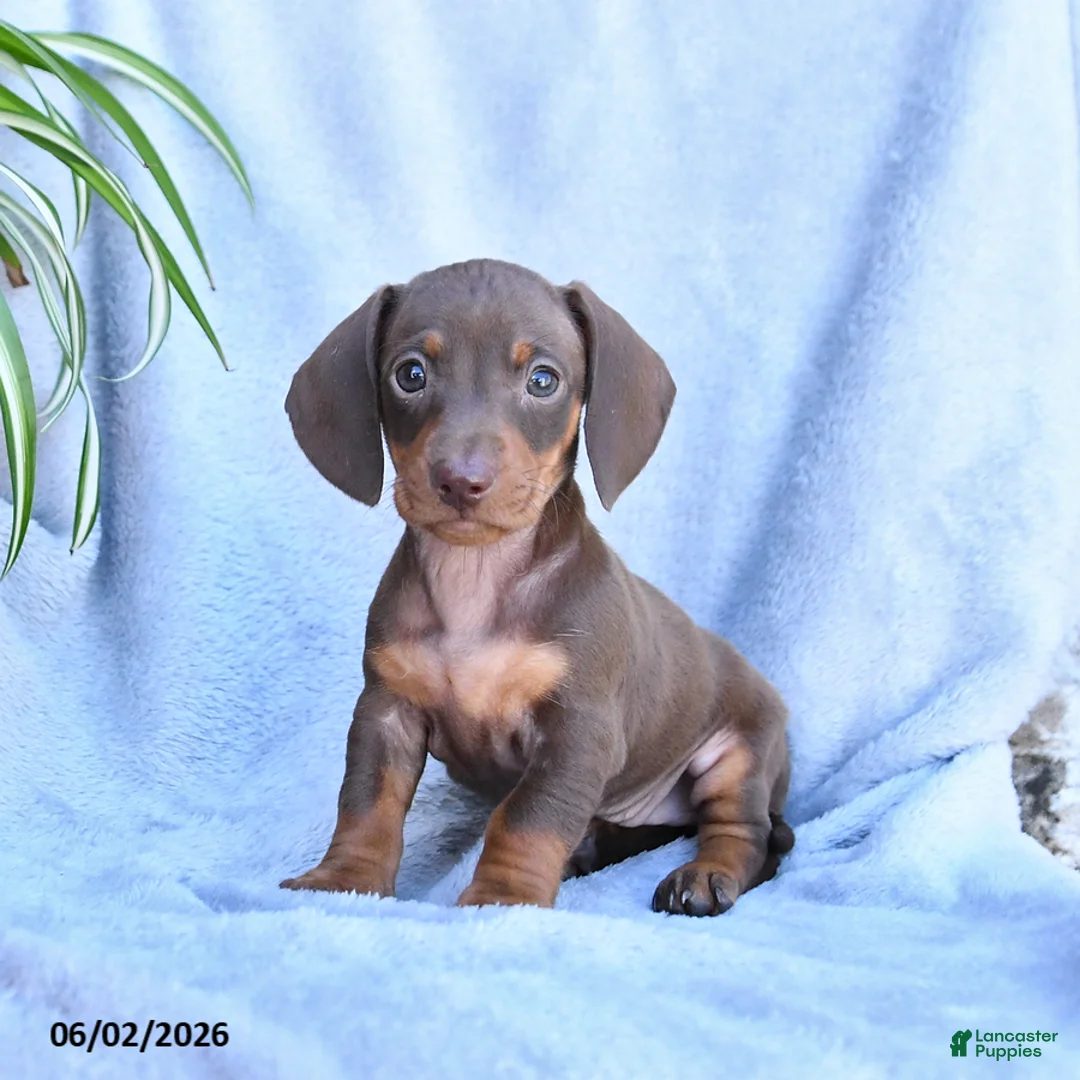 Miniature Dachshund dogs for sale: Beauty - Ad 2