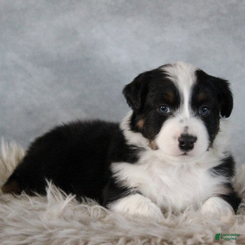 Australian Shepherd dogs Colton - Ad 42