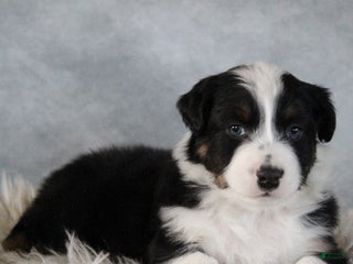 Australian Shepherd dogs Colton - Ad 15