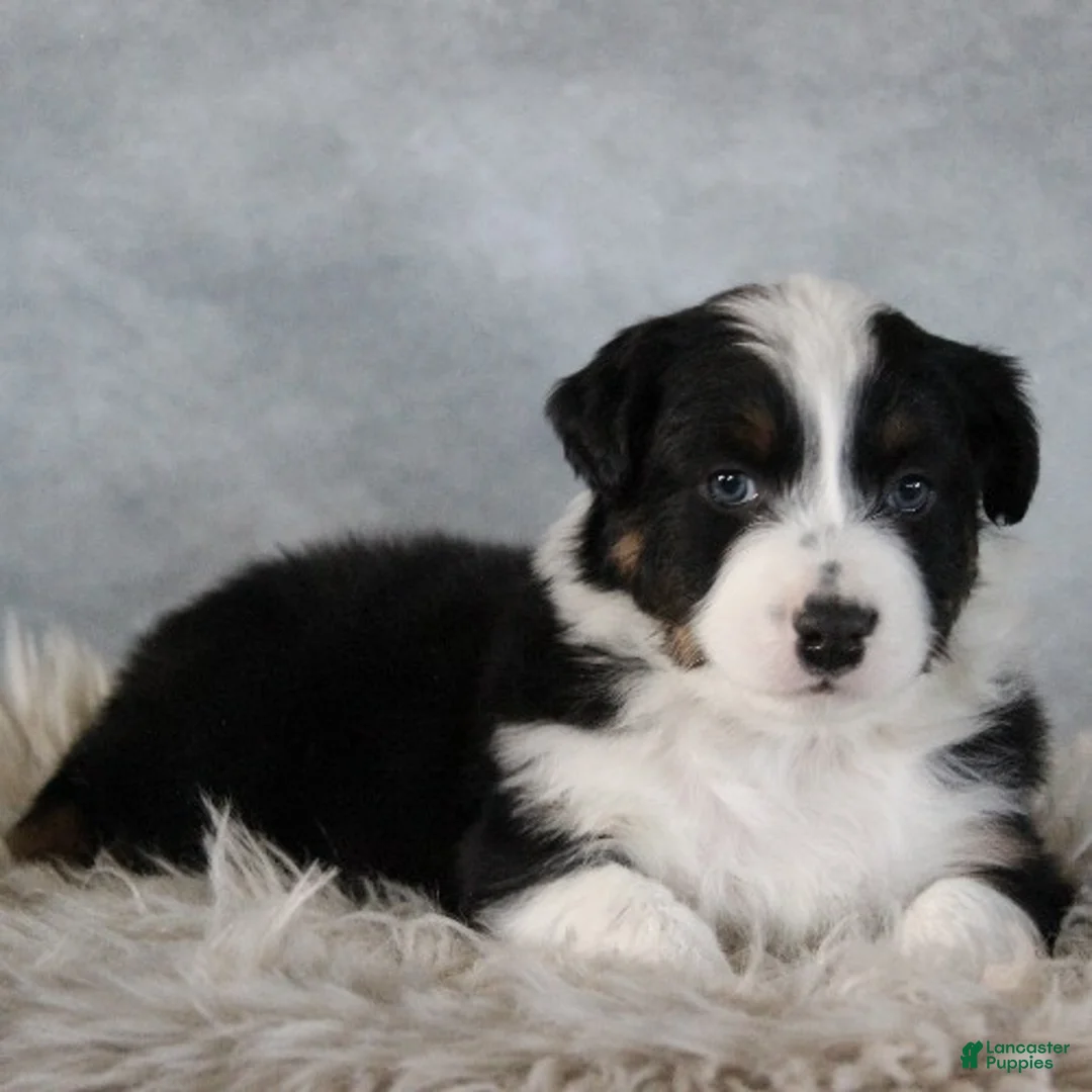 Australian Shepherd dogs for sale: Colton - Ad 1