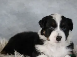 Australian Shepherd dogs Colton - Ad 33