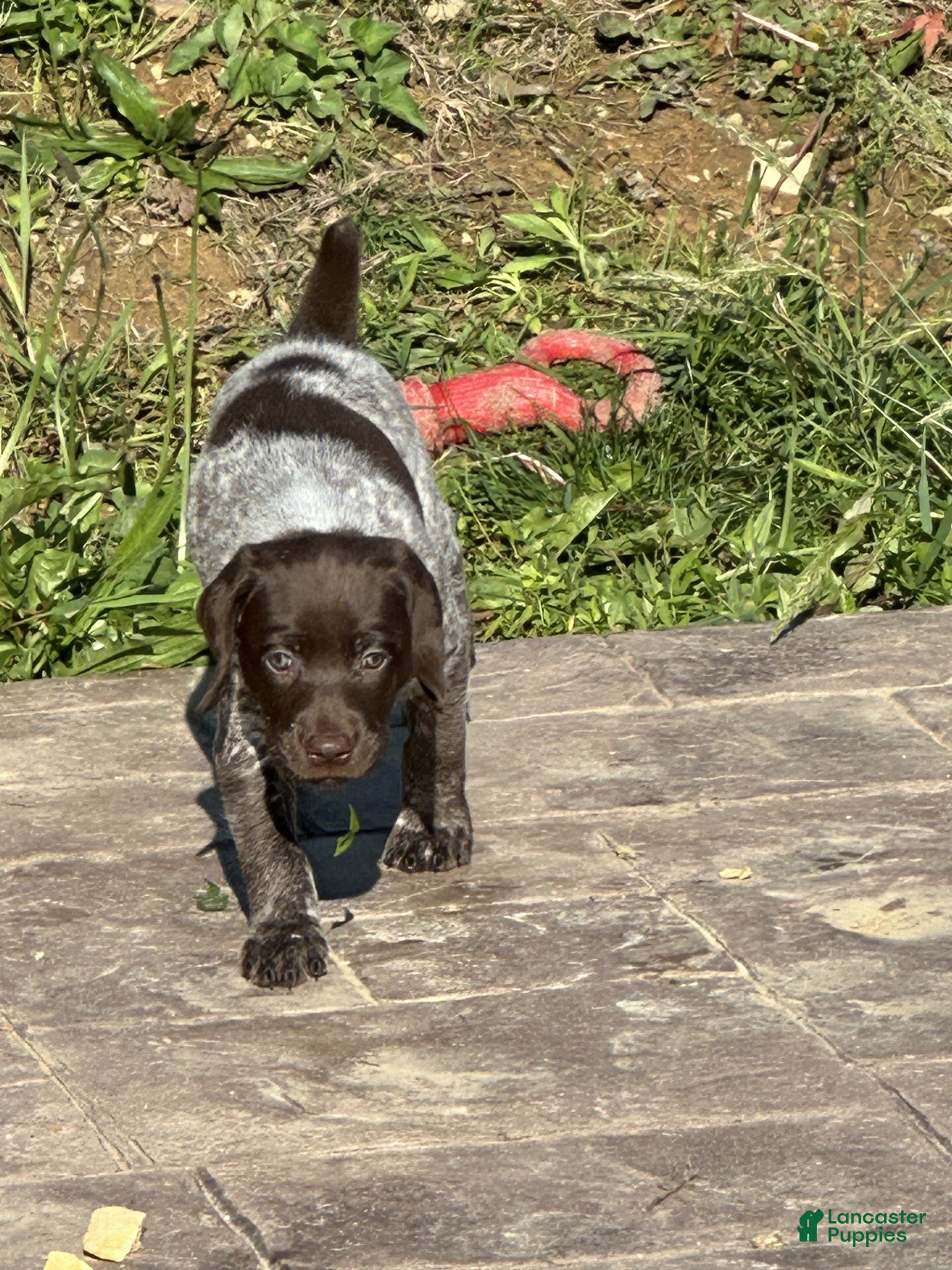 German Shorthaired Pointer dogs German Shorthaired Pointer Puppy 6 - Ad 13