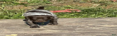 German Shorthaired Pointer Puppy 6