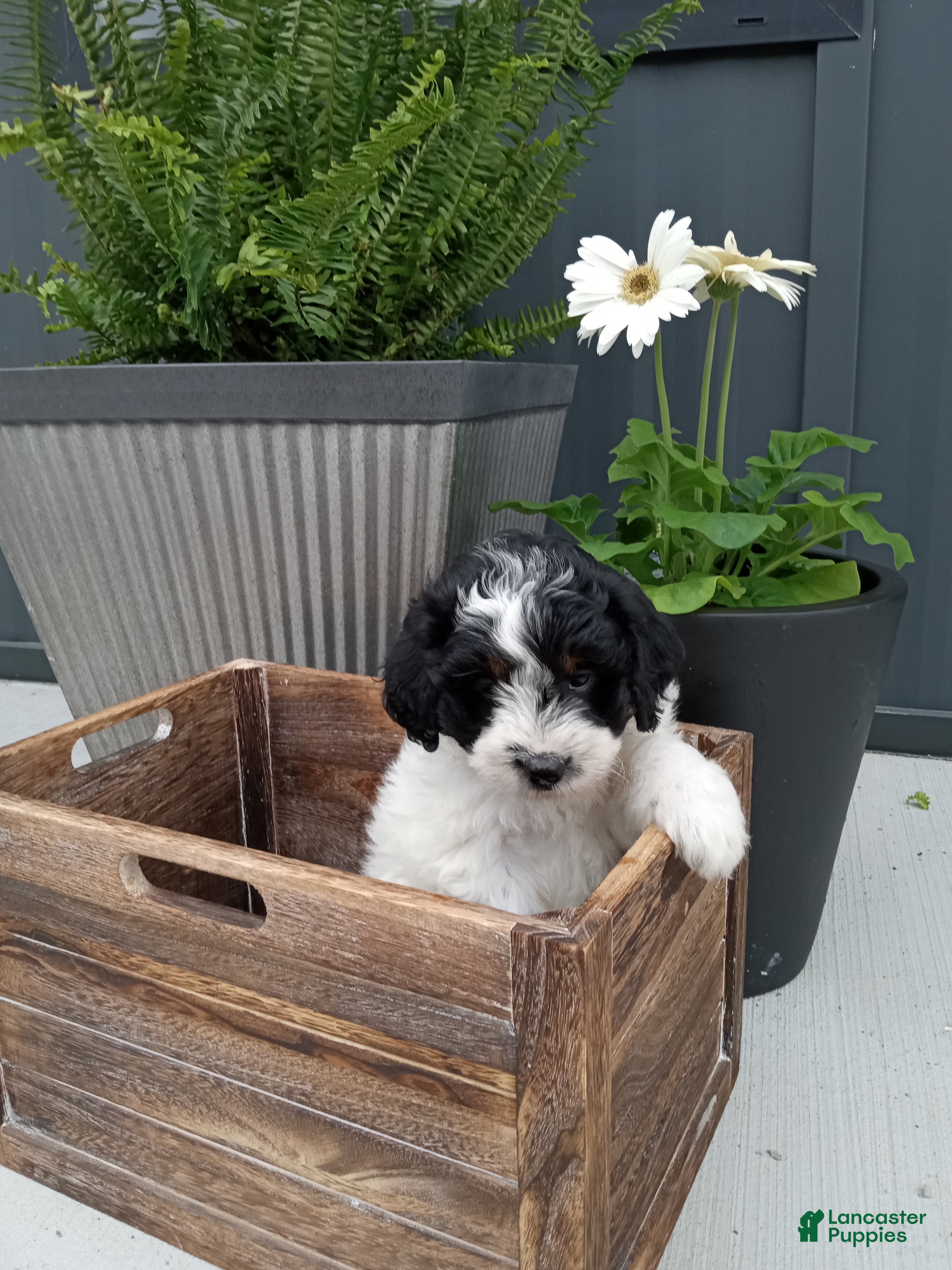 Mini Bernedoodle dogs Livia - Ad 2