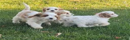Cavapoo dogs for sale: Mr Colby - Ad 22