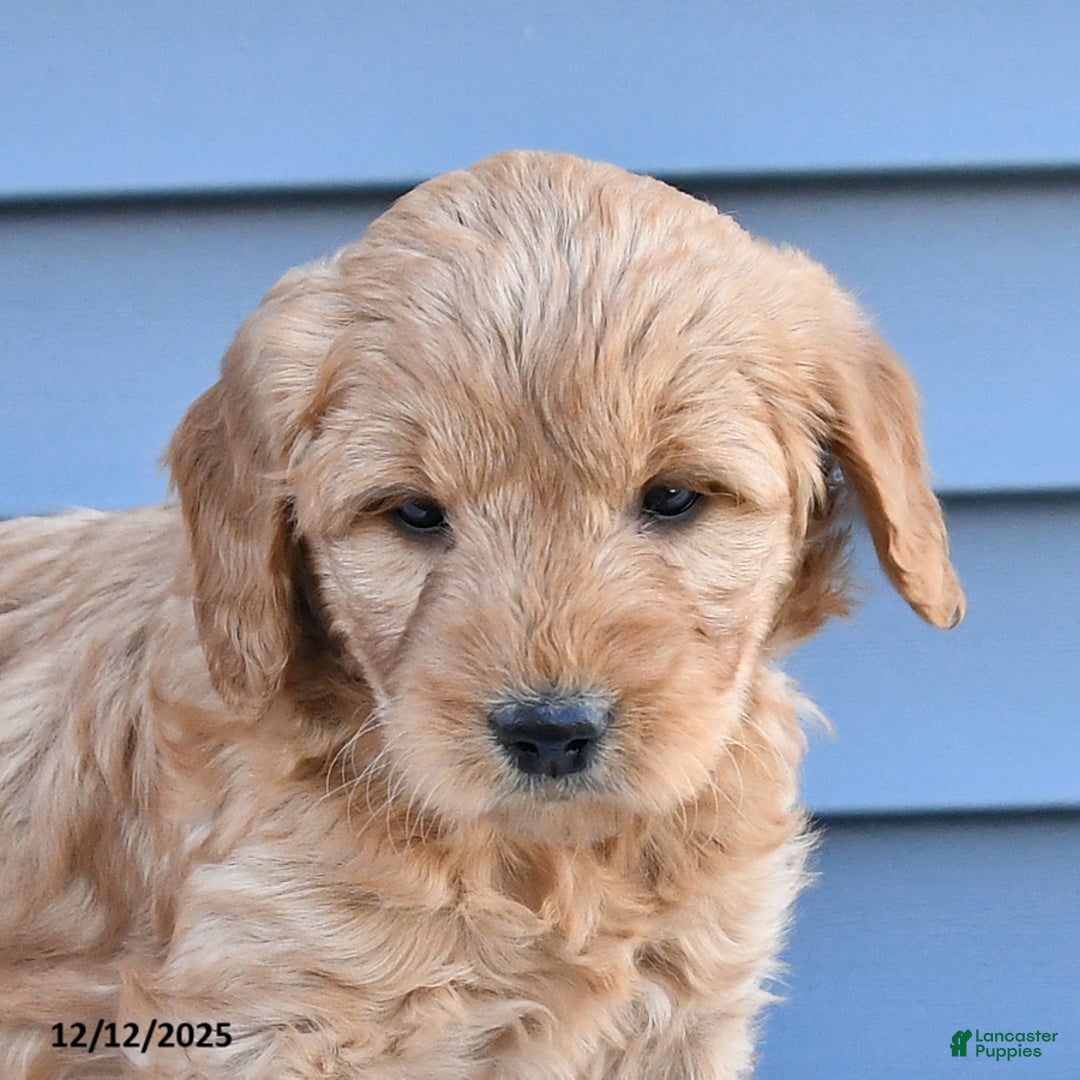 Goldendoodle dogs for sale: Butch - Ad 2