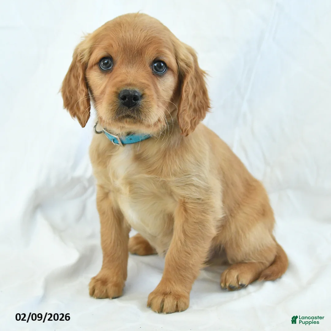Miniature Golden Retriever dogs for sale: Arrow - Ad 2