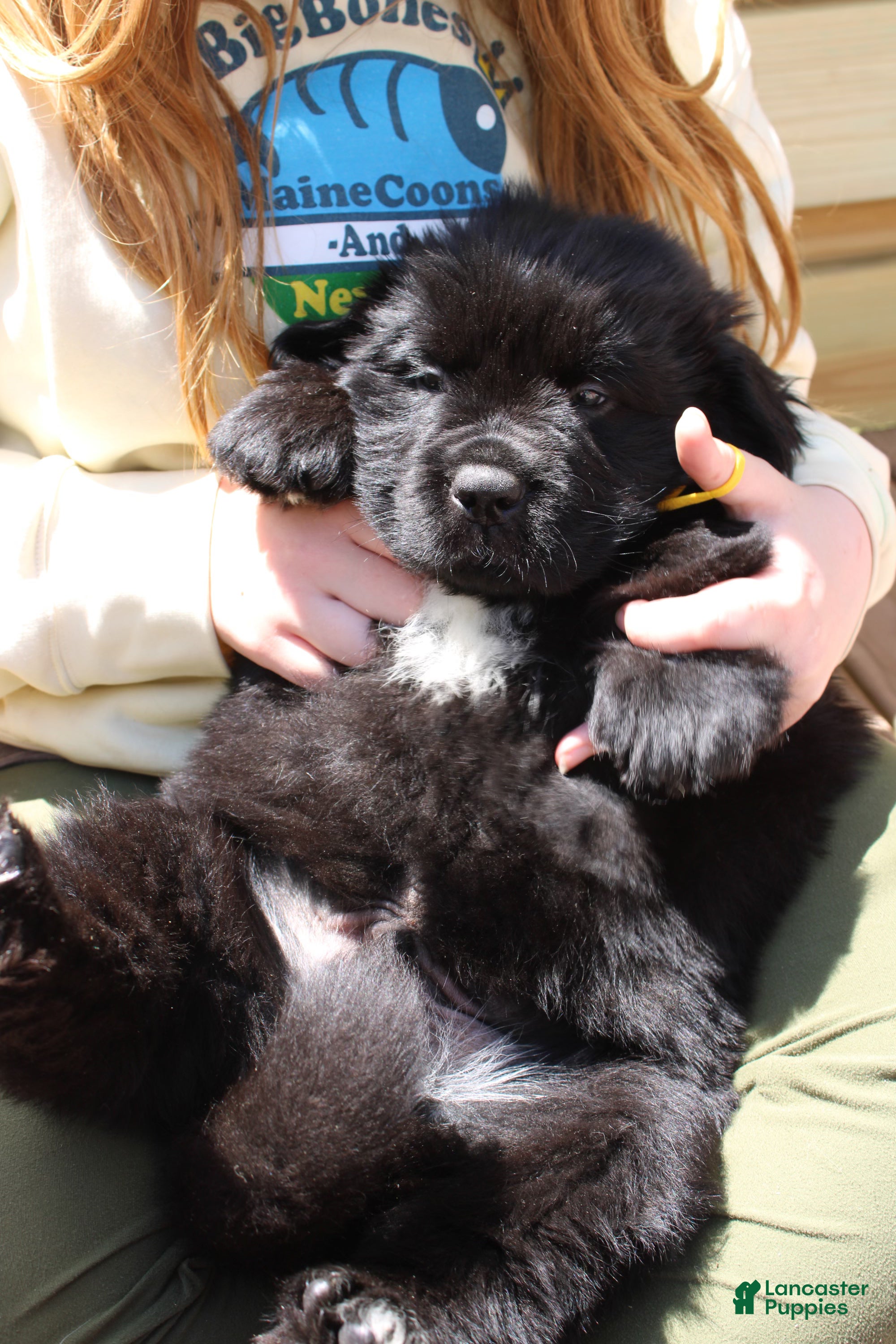 Newfoundland dogs BumbleBee - Ad 2